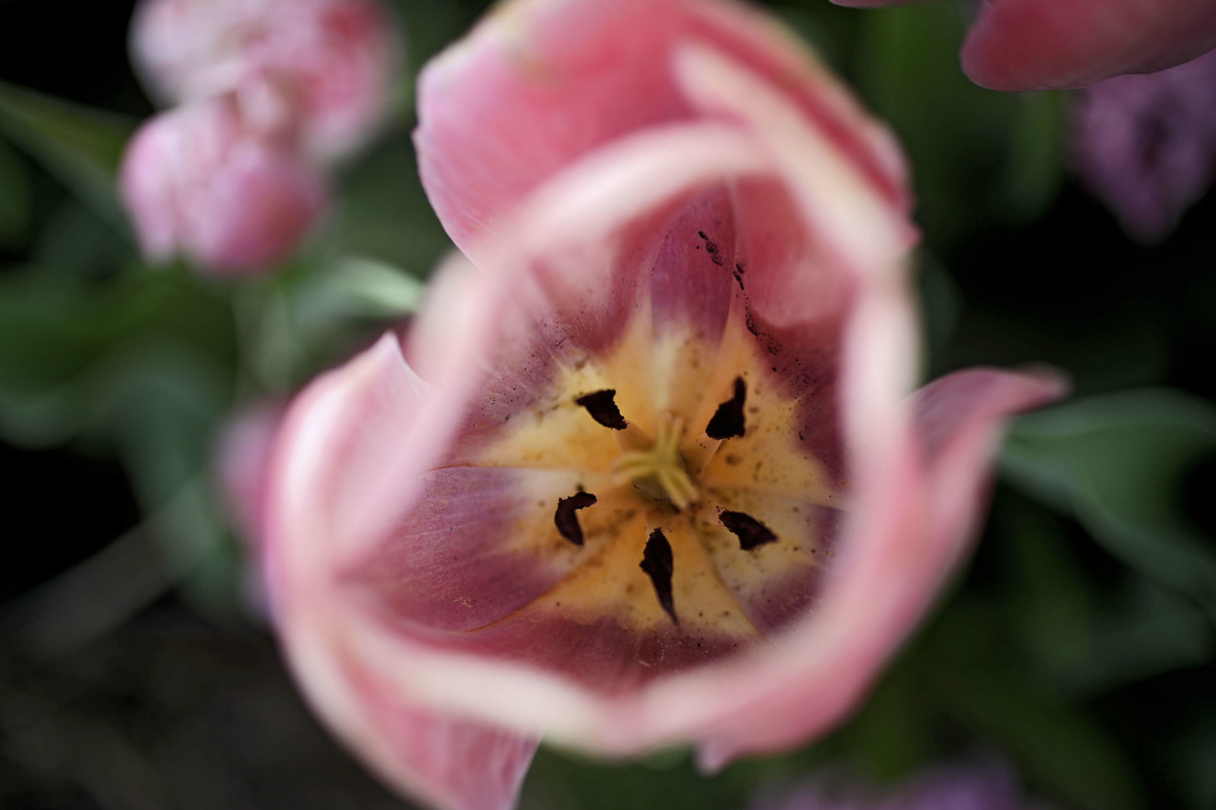 Tulsa Botanic Garden
